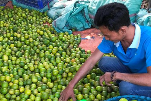 Nông dân hối hả thu hoạch vụ chanh cuối năm