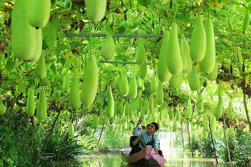 Phát triển du lịch bền vững: Tạo kỳ tích từ điểm đến nông nghiệp, nông thôn
