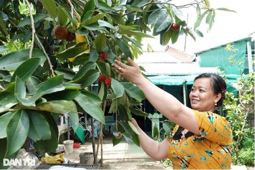 Trồng giống đào lạ, người phụ nữ ở Sóc Trăng kiếm trăm triệu mỗi năm