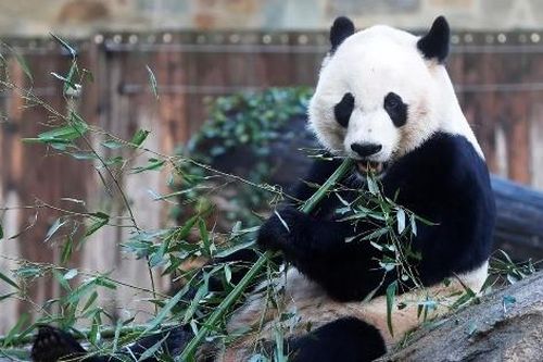 Mỹ sẵn sàng đón gấu trúc Trung Quốc trở lại sau gợi ý của ông Tập