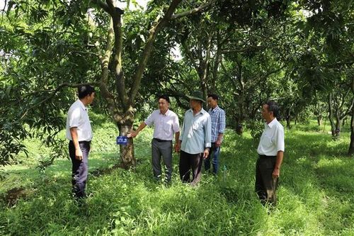 Khẳng định thương hiệu, mở ra triển vọng mới cho xoài cát Hòa Lộc