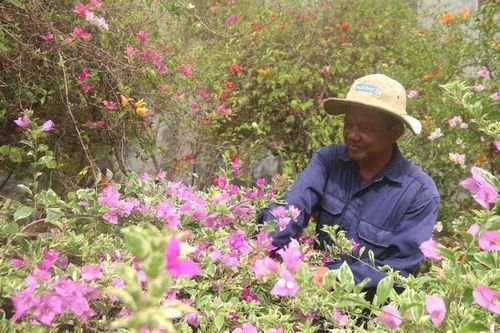 Trà Vinh: Làng nghề trồng hoa kiểng xuống giống phục vụ thị trường Tết