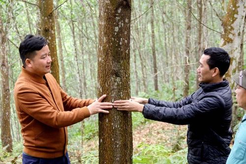 Chuyển đổi số trong lâm nghiệp: Minh bạch hóa quá trình quản lý rừng