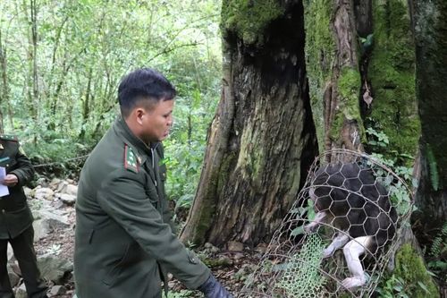Hà Giang: Thả 1 cá thể khỉ mặt đỏ quý hiếm về môi trường rừng tự nhiên
