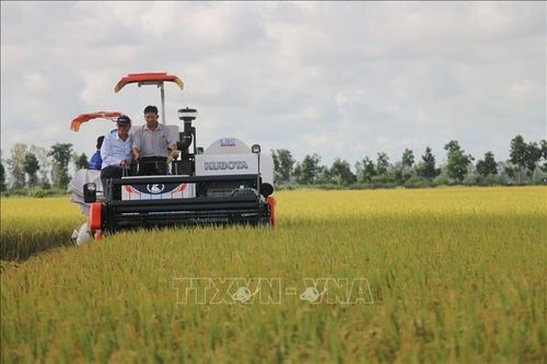 Giá lúa Thu Đông cao kỷ lục