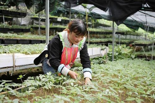 Giá mời thầu thuốc y học cổ truyền thấp nên không có đơn vị tham gia cung ứng
