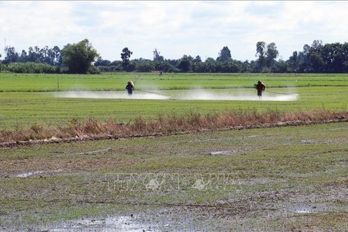 Vụ lúa Đông Xuân 2023 - 2024, Kiên Giang gieo trồng lúa chất lượng cao chiếm 95%