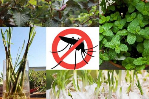 8 loài cây trồng trong nhà vừa đẹp vừa thơm, giúp đuổi muỗi hiệu quả mà không cần hóa chất