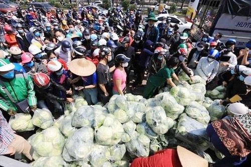 Liên kết tiêu thụ sản phẩm thiếu bền vững vì nạn 'bẻ kèo' hợp đồng khi giá thay đổi