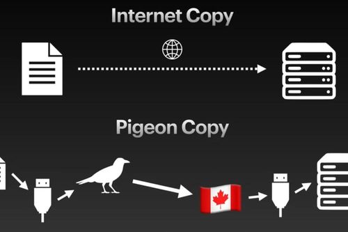 Chim bồ câu đôi khi vẫn truyền tin nhanh hơn tốc độ internet