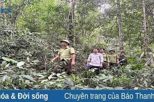 Bá Thước bảo vệ và phát triển rừng tận gốc