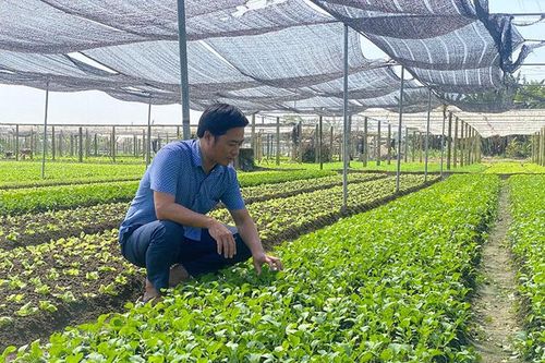 Giữ vững chất lượng những vùng trọng điểm sản xuất rau màu