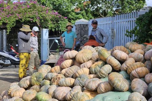 Sở Nông nghiệp và Phát triển nông thôn Khánh Hòa phát động hỗ trợ tiêu thụ bí đỏ Ninh Sơn