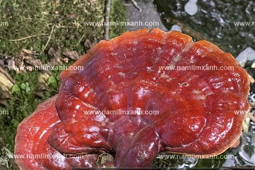 Nấm lim xanh chữa trị ung thư và cách dùng nấm lim xanh tránh tác dụng phụ