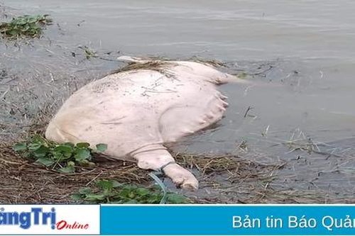 Gio Linh: 1 người bị phạt 5 triệu đồng vì vứt xác lợn bệnh ra môi trường