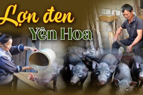 Lợn đen Yên Hoa