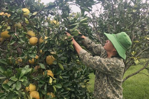 Gần 970ha cây ăn quả sản xuất theo tiêu chuẩn VietGAP