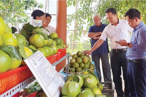 Tìm giải pháp thúc đẩy tiêu thụ cam 'sạch' Nam Đông