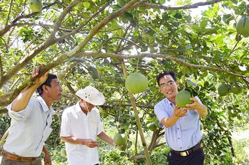 Du lịch sinh thái thúc đẩy nông thôn mới ở xứ dừa Bến Tre