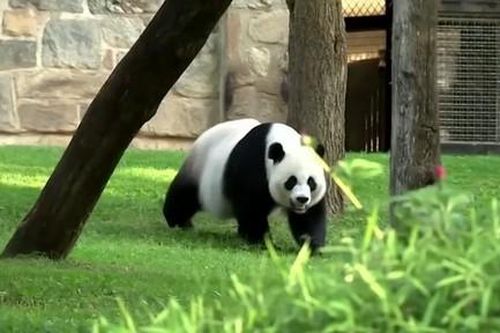 Trung Quốc dự định cho Mỹ mượn gấu trúc, động thái 'phá băng' quan hệ giữa hai nước