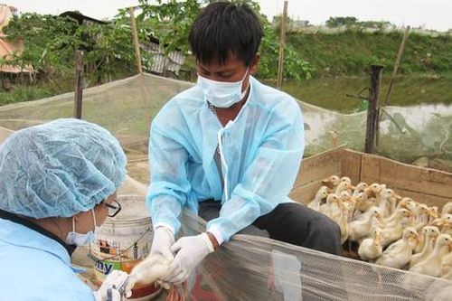 Phòng, chống dịch bệnh gia súc, gia cầm: Bảo đảm an toàn cho đàn vật nuôi dịp cuối năm
