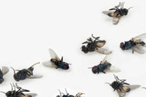Cách đuổi ruồi hiệu quả
