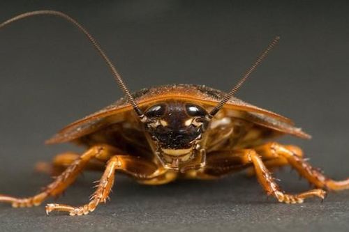 7 động vật sống khỏe dù thảm họa hạt nhân: 1 loài VN có nhiều!