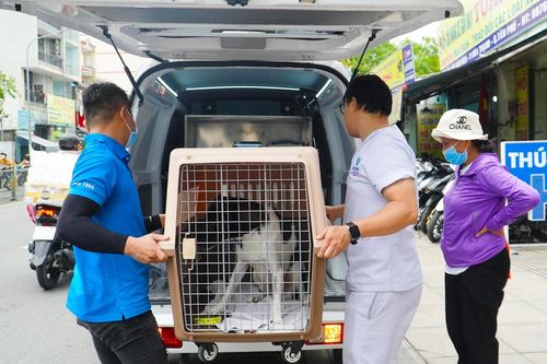 Xe cứu thương cho thú cưng đầu tiên tại TP.HCM