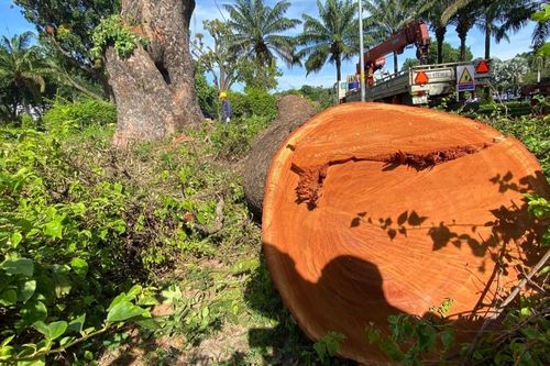 Cổ thụ trăm tuổi trong công viên Gia Định bị đốn hạ