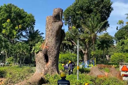 Người dân TP.HCM nuối tiếc nhìn cổ thụ 100 tuổi bị đốn hạ