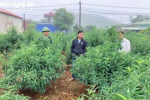 Các làng đào ở Nghệ An tất bật chăm sóc cây, phục vụ Tết
