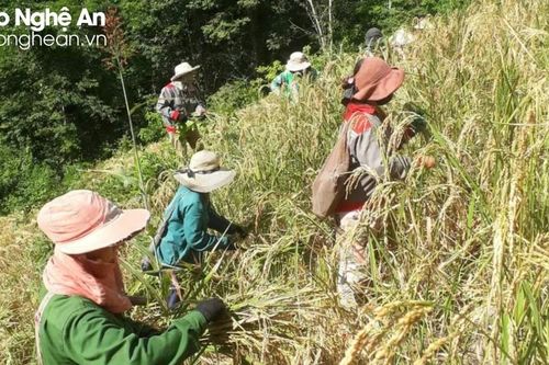 Huyện biên giới Nghệ An nỗ lực khắc phục tình trạng bấp bênh của vụ lúa hè thu