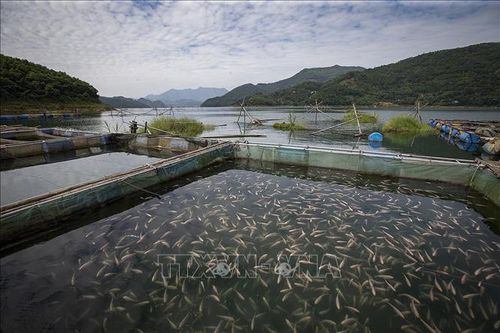 Khẳng định thương hiệu cá sông Đà