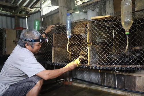 Người dân hé lộ cách nuôi động vật hoang dã quý hiếm để làm giàu