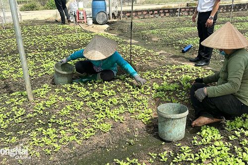 Xuân Lộc đẩy mạnh ứng dụng công nghệ cao vào trồng trọt