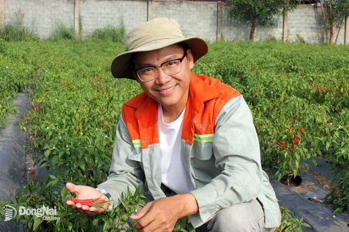 Trồng ớt hữu cơ xuất khẩu