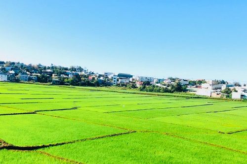Đồng xanh trong lòng phố