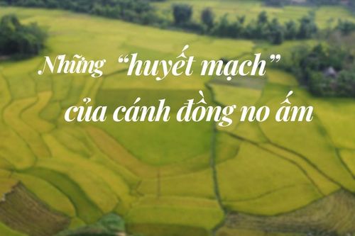 Những 'huyết mạch' của cánh đồng no ấm