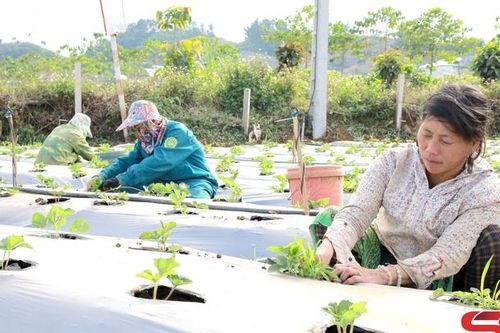 Cây dâu tây ở Mai Sơn