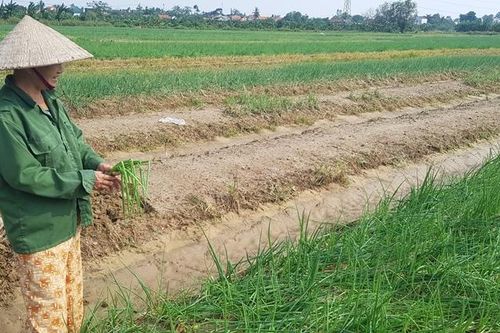 Khôi phục sản xuất nông nghiệp sau lũ