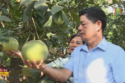 Nhiều nhà vườn chuẩn bị cho Hội thi Bưởi lần thứ hai