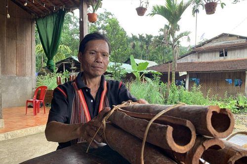 Cây quế giúp bà con huyện Bắc Trà My thoát nghèo