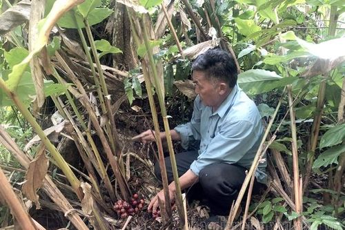 Làm sao để phát huy hiệu quả 'kép' trong phát triển cây dược liệu?