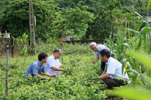 Áp dụng tiêu chuẩn GACP giúp dược liệu có dược tính cao, chất lượng tốt hơn