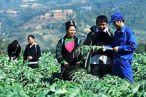 Bí quyết phát triển vùng trồng dược liệu gắn với du lịch và chữa bệnh cộng đồng