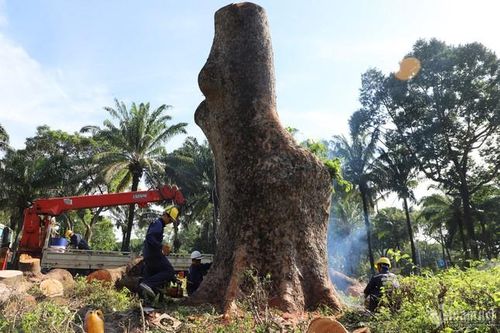 Lý do đốn hạ cổ thụ trăm tuổi ở TPHCM; Xe khách Thành Bưởi có thể được hoạt động lại