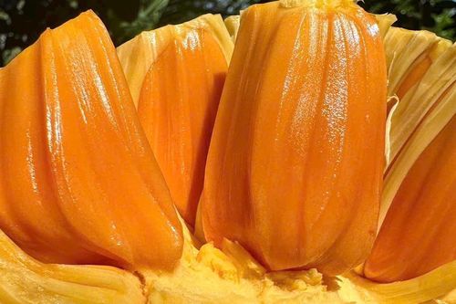 Nho mẫu đơn tiền triệu giờ rẻ một nửa, giá mít ruột đỏ 'tụt dốc không phanh'