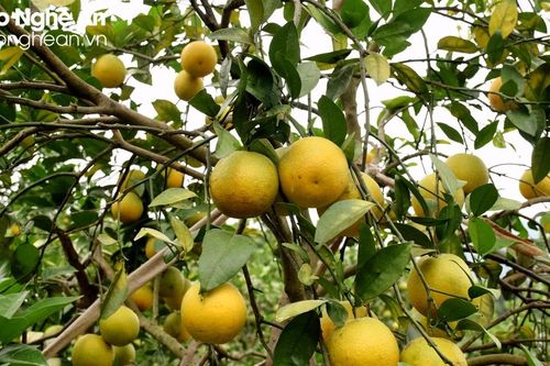 Đặc sản cam Vinh vào chính vụ thu hoạch