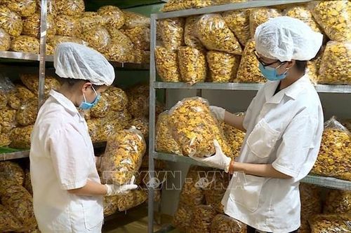 Cây 'vàng' của người dân vùng cao Ba Chẽ