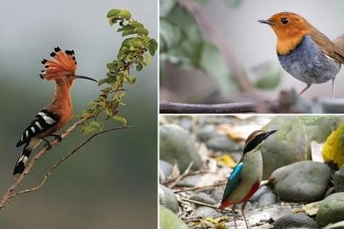 Top 10 loại chim quý, có tên độc lạ nhất Việt Nam: Tiếng kêu đặc trưng 'Bắt cô chói cột', 'khát nước'…